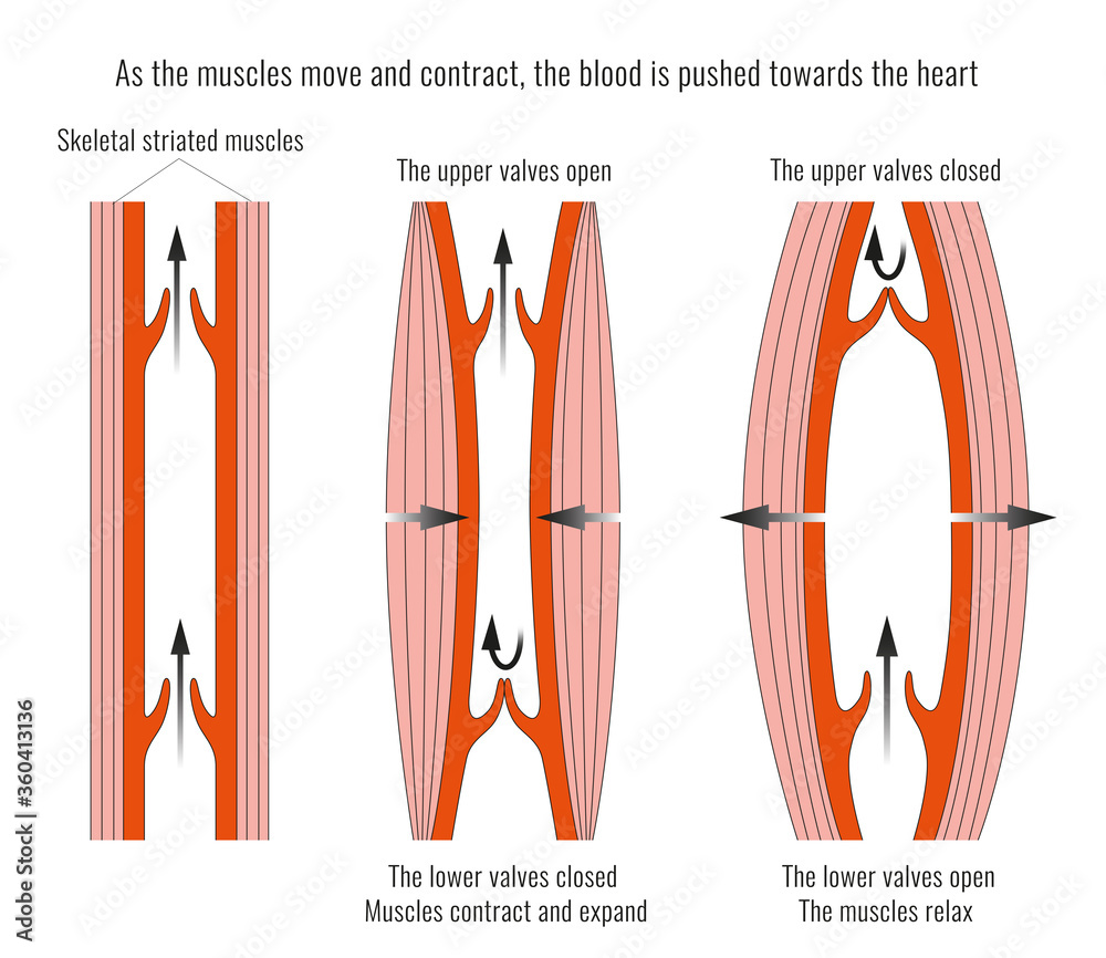 Valve Inima Ilustração Anatomy and Function of the Heart Valves do Stock | Adobe Stock