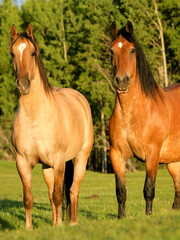 two Shire horses on a meadow in evening sunlight.