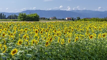 Wall Mural - Field of beautiful sunflowers with the central Apennine mountains in the background and clouds in time lapse motion, Tuscany, Italy