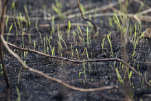 Burned-out Young Grass. Charred, Fertile Land. After A Forest Fire. Young Shoots Of Plants. Consequences Of Global Warming. Fire In Nature.
