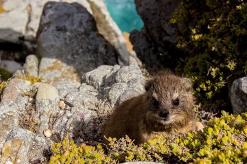 Sticker - Closeup shot of a Western tree hyrax surrounded by rocks and greenery under the sunlight at daytime