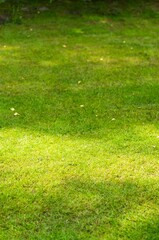 Canvas Print - Vertical shot of green grass on a sunny day