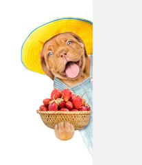 Poster - Happy puppy farmer wearing overalls and summer hat holds basket of strawberries and looks from behind empty banner. isolated on white background