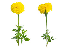 Yellow Flowers Isolated On White Background