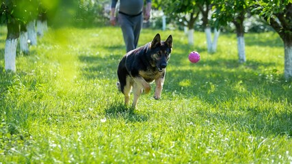 Wall Mural - German shepherd dog playing with a toy on the grass