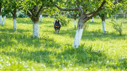 Poster - German shepherd dog playing with a toy on the grass