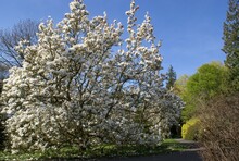 BATH, ENGLAND, UNITED KINGDOM - May 04, 2020: The Botanical Gardens, Royal Victoria Park, Bath, England.  May 2020