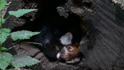 Wall Mural - Two European polecats (Mustela putorius) sleeping in entrance of hollow tree trunk in forest. One stretching limbs