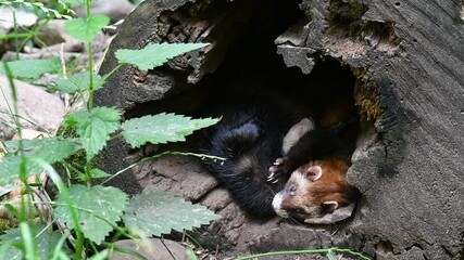 Wall Mural - Two European polecats (Mustela putorius) sleeping in entrance of hollow tree trunk in forest. One yawning