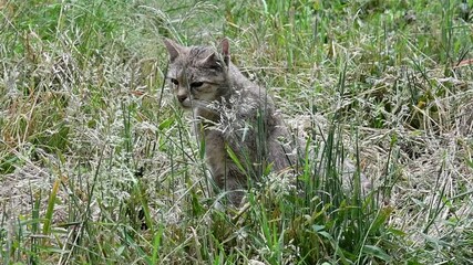 Wall Mural - Hunting European wildcat / wild cat (Felis silvestris silvestris) sitting hidden in tall grass of meadow in summer and looking around for prey