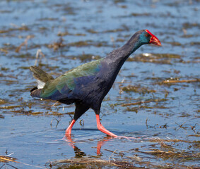 African Purple Swamphen in Wilderness Park, South Africa