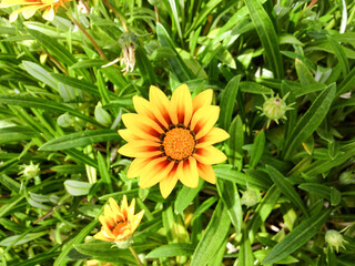 Wall Mural - yellow orage daisy flower sunny day garden outside