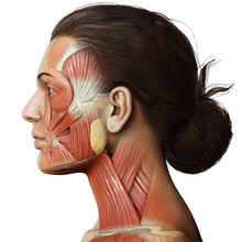 3d Rendering Medical Illustration Of Female Head Anatomy For Education