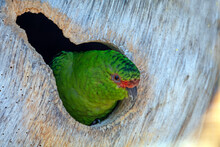 Green Parrot Peeking From Tree Hole