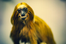 Close Up Portrait Of (probably) Golden Lion Tamarin (Leontopithecus Rosalia), Also Known As The Golden Marmoset - Taxidermy, Stuffed Animal - Selective Focus, Cross Process