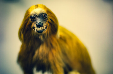 Close up portrait of (probably) golden lion tamarin (Leontopithecus rosalia), also known as the golden marmoset - taxidermy, stuffed animal - selective focus, cross process