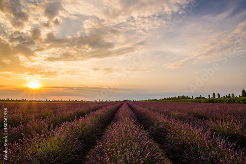 Fotomural Campo di lavanda al tramonto nella località Cà Mello di Porto Tolle, sulle foci del fiume Po