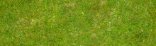 Texture Of Green Grass On The Lawn, Seamless