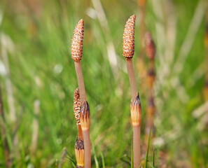 Fertile shoots of horsetail plant, Equisetum arvense