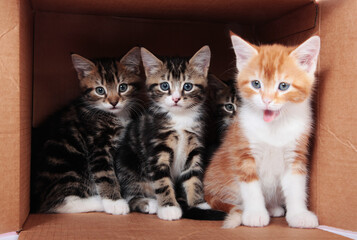 Tabby kittens in a cardboard box