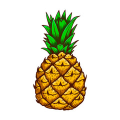 Wall Mural - Illustration of pineapple in engraving style. Design element for logo, label, emblem, sign, badge.