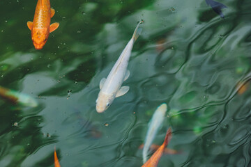 Wall Mural - Many beautiful colorful fish in the water