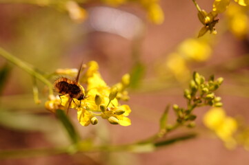 Wall Mural - Blurred background. A bee collects pollen from yellow flowers.