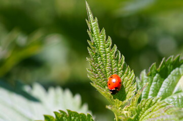 Wall Mural - A small ladybug on a green leaf.