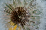 Fototapeta Dmuchawce - White dandelion close-up. Textured white background.