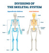 Divisions of appendicular and axial skeletal system labeled explanation.