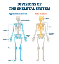 Divisions Of Appendicular And Axial Skeletal System Labeled Explanation.