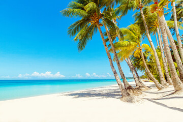 Beautiful landscape of tropical beach on Boracay island, Philippines. Coconut palm trees, sea, sailboat and white sand. Nature view. Summer vacation concept.