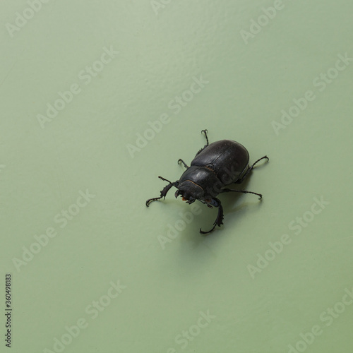 Fotografía Scarabée posée sur une table verte