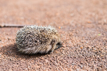 Beautiful wild baby hedgehog out in the country. Such a cute animal with a prickly spine. Macro close up of its back