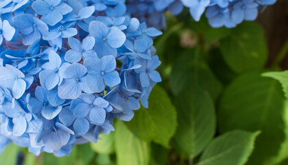 Wall Mural - Blue hydrangea flowers background with copy space　アジサイの花の背景 青色の紫陽花 コピースペース
