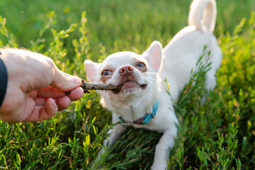 white puppy chihuahua dog walking on a green meadow