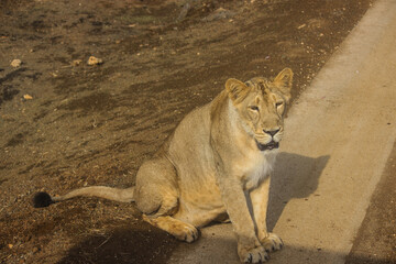 A beautiful queen of forest Asiatic lioness in forest 