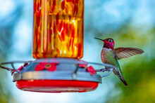Anna's Hummingbird Taking A Sip Of Sugary Water From The Feeder.