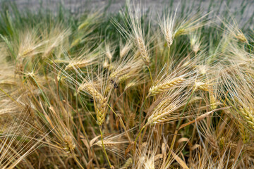 Close up of a cornfield against a field background on a beautiful summer day.