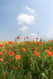 Fototapeta Kwiaty - Red poppies in the field