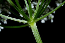 Green Stem Of A Queen Anne's Lace Plant