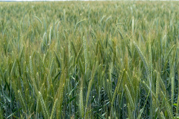 Close up of barley ear with green field on the background