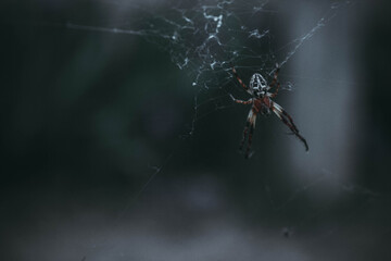 Little spider in web on blurry background.