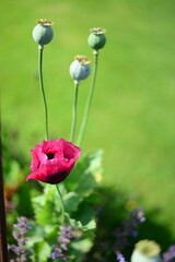  pink poppy and seed pods