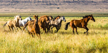 A Herd Of Galloping Horses On A Cattle Ranch Near Paulina Oregon