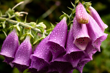 pink flower with dew drops