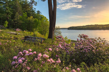 Maudslay State Park With Blooming Rhododendrons At Sunset