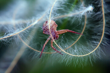 spider on a spider web