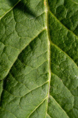 Canvas Print - macro photo green leaf texture