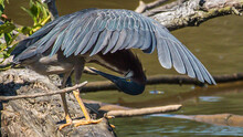 Green Heron In Flight And Searching For A Meal